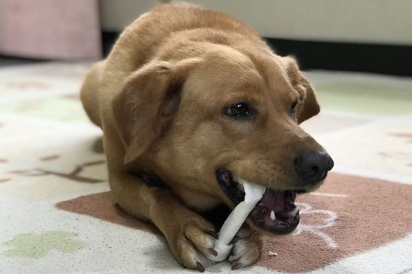 犬歯磨きガム
