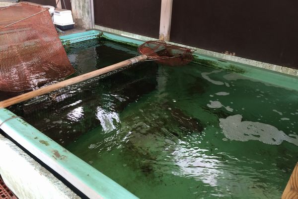 愛媛・民宿ともの新鮮魚介料理はこのいけすから揚げて作られる
